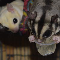 サンタ君と小太郎