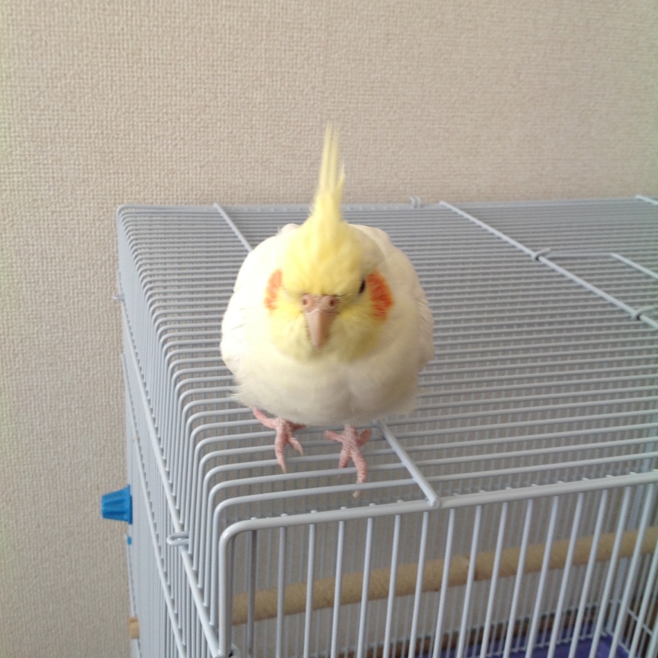 まるのカバー写真