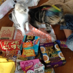 「猫福袋(^^♪」サムネイル2