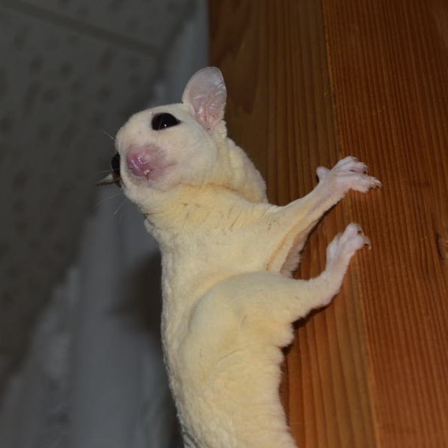 あきんこハッピー!のカバー写真