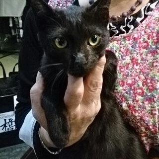 ☆可愛い黒猫　男の子☆