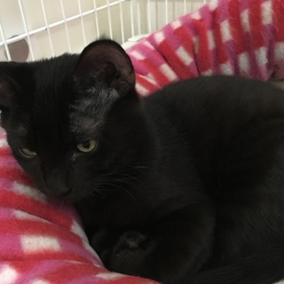母猫の亡骸に寄り添っていた子猫