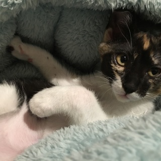 母猫の亡骸に寄り添っていた子猫