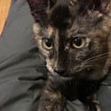 母猫の亡骸に寄り添っていた子猫