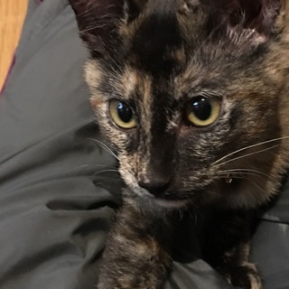 母猫の亡骸に寄り添っていた子猫