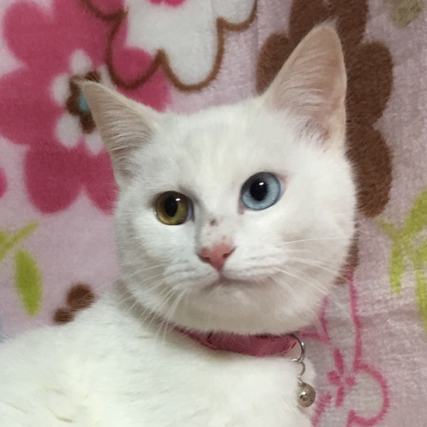 オッドアイ☆しらす君 サムネイル1