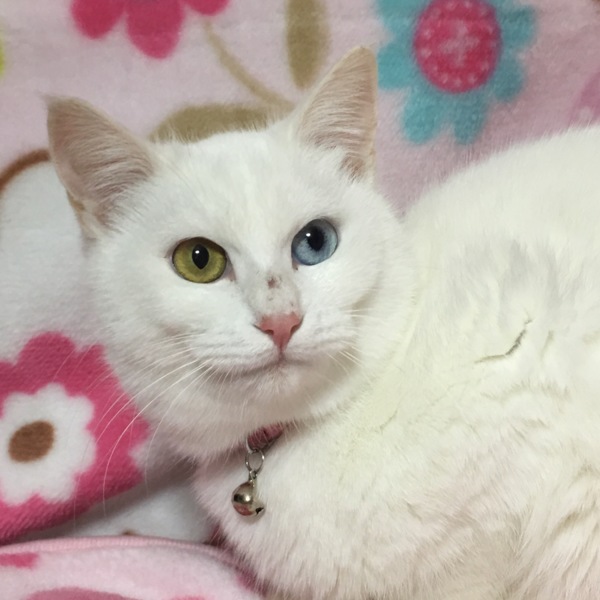 オッドアイ☆しらす君 サムネイル2