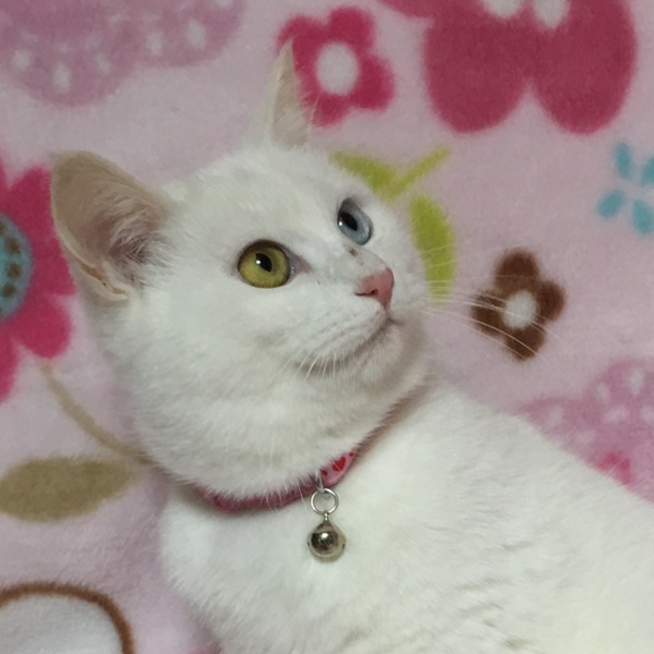 オッドアイ☆しらす君 サムネイル3