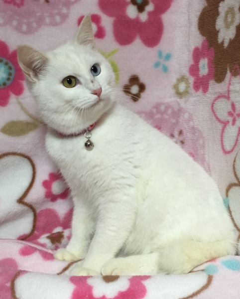 オッドアイ☆しらす君 サムネイル4