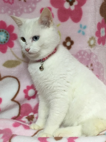 オッドアイ☆しらす君 サムネイル5