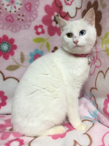 オッドアイ☆しらす君 サムネイル6