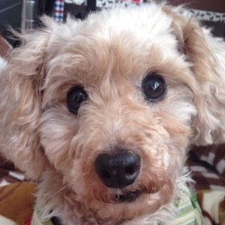 きゃりーちゃん　たくさん覚えたね、さあ再出発　