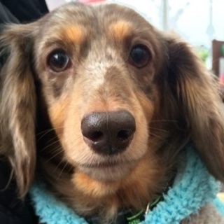 ローラ　美しい優等生、セラピー活動でも活躍できる子