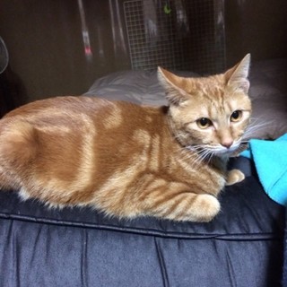 人懐っこい茶トラの男の子です