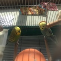 セキセイのペアです。ご応募ありがとうございました。