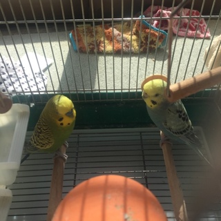 セキセイのペアです。ご応募ありがとうございました。