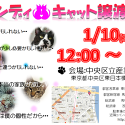 ハンディキャットの譲渡会！1月10日(日)12時～！ねこざんまい譲渡会も同時開催♪