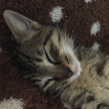 キツネコ(=^x^=)