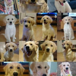 並べてみました