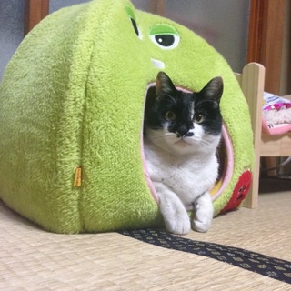人間大好きぐーぐー猫（2歳♀）です