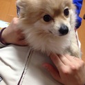 美犬ポメちゃん