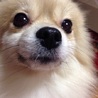 美犬ポメちゃん サムネイル2