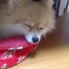 美犬ポメちゃん サムネイル3