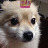 美犬ポメちゃん サムネイル4