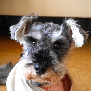 甘えん坊で元気いっぱい❤Ｍシュナウザー♀