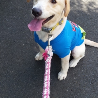 小さめゴールデンレトリバーメス