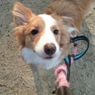 ボーダーコリー『ルーファス』の新しい家族募集