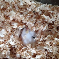 今日のしろはむさん