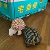こたつ