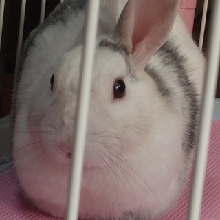 ウサギ、もらってくださいませ
