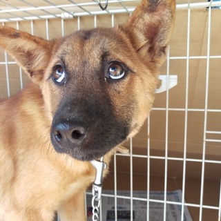 ありがとうございました☆樹海の犬・ヌイちゃん。