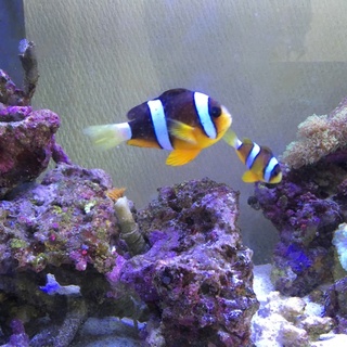 クマノミペア、２匹里親募集します。