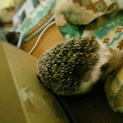 ヨツユビハリネズミの男の子、1歳9ヶ月