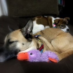 「保護犬タケルくん」サムネイル1