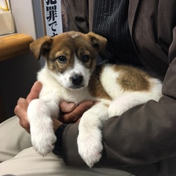 「保護犬タケルくん」サムネイル3