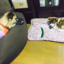 「保護犬タケルくん」サムネイル2