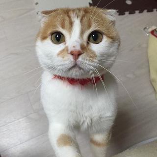 スコテイッシュホールドのダイヤ君