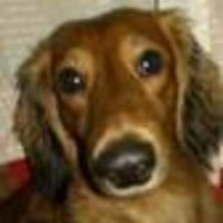 懐っこいダックス★お散歩大好きベル君