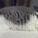 スコティッシュ５歳雄