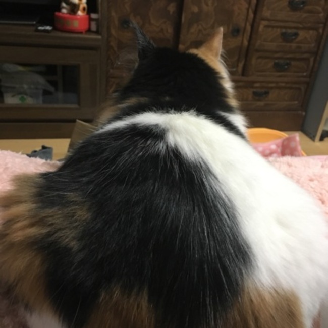 はむたすのカバー写真