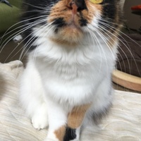 はむ