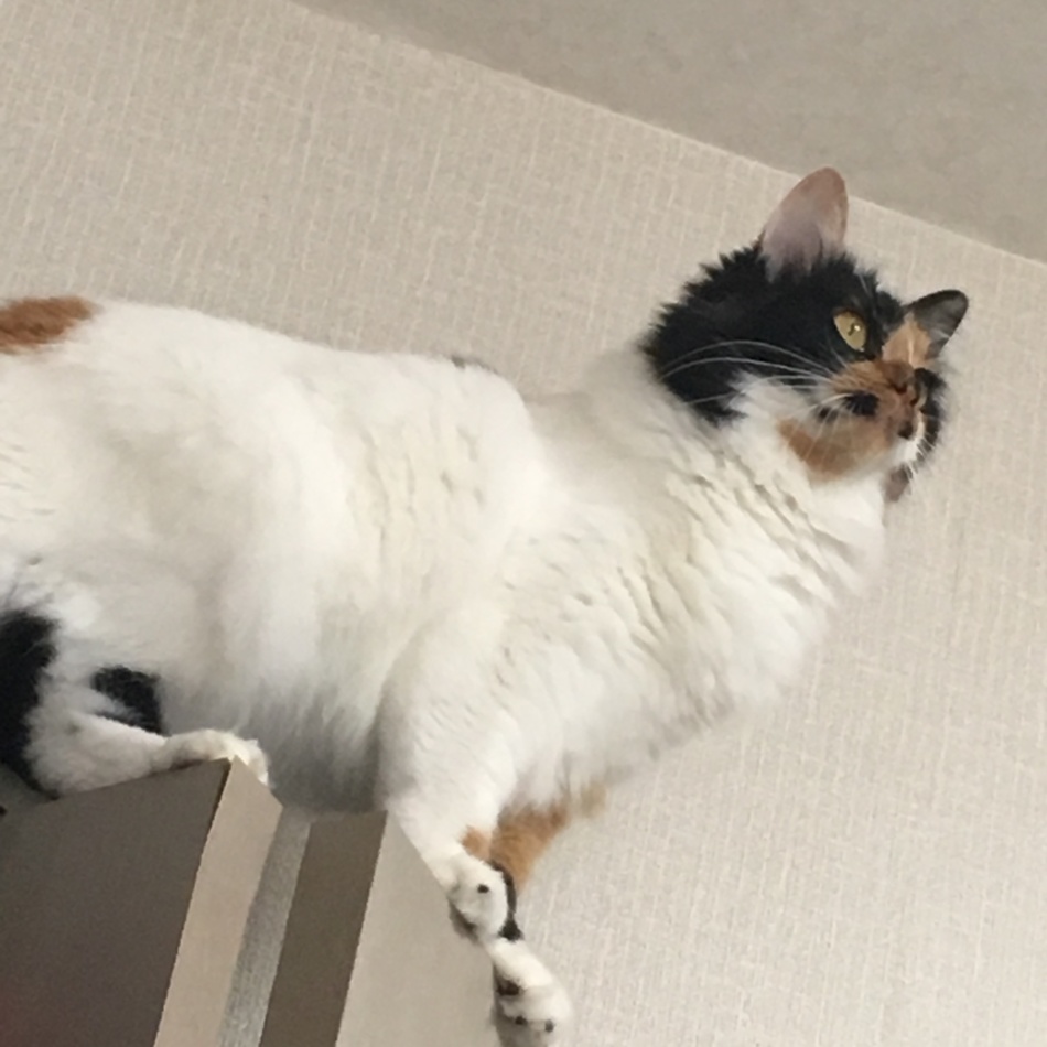 はむのカバー写真