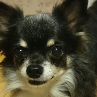 明るく元気、愛嬌の塊　チワワ・ピエール多喜くん