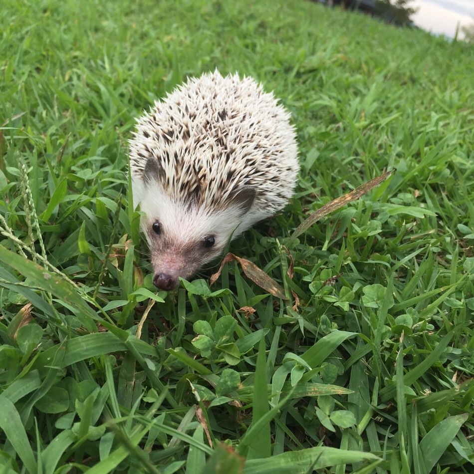 しじみちゃんのカバー写真
