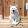 大きなあくび