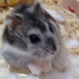 可愛いジャンガリアンハムスター！